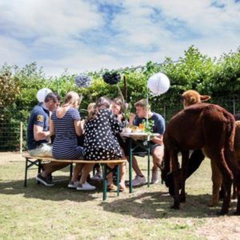 Yoga tussen de geitjes of lunchen met alpaca's 3x gezellige beestenboel